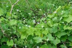 Trichosanthes cucumerina